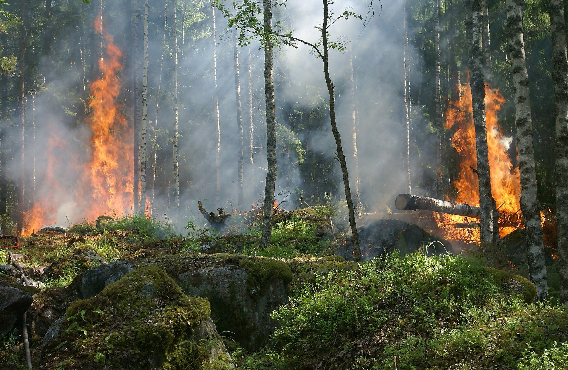 Incêndio em vegetação